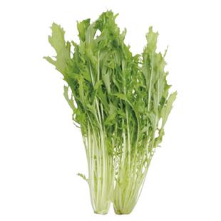 白梗千筋京水菜种子水晶菜种籽北京特菜春播 保健野菜种子四季种