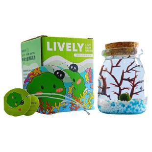 幸福海藻球微景观生态瓶创意迷你植物桌面玻璃瓶水培球藻盆栽礼物