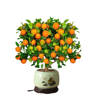 四季脆皮金桔树盆栽室内客厅带果可食用新中式禅意盆景花卉绿植物