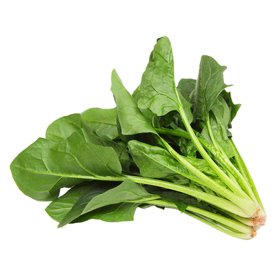 大叶菠菜种子耐热四季红根