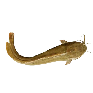 塘角鱼苗 皇妃一代 三黄塘鲺 胡子鲶 本地塘鲺 淡水鱼苗 顺丰