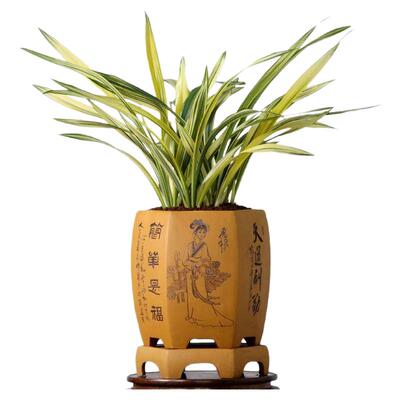 翁源兰花金奖藏龙墨兰浓香型好养