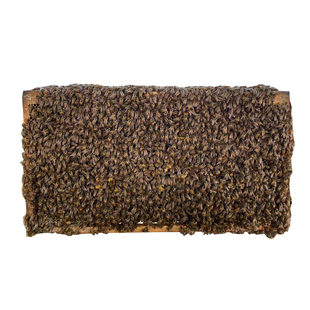 中蜂蜂群带王蜜蜂蜂群养殖带子脾阿坝中蜂带蜂箱中华土蜂活体出售