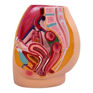 盆腔模型女性矢状解剖模型生殖系统骨盆切面器官系统教学模型医学
