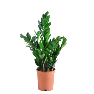 金钱树盆栽植物室内花卉客厅四季常青好养绿植大摇钱串子小发财树