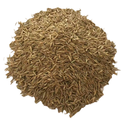 四季牙根高羊茅百慕大草坪种子