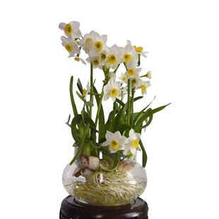 虹越水培漳州水仙种球单瓣特级球根室内桌面好养年宵花量大有香味