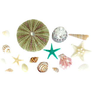 天然海螺迷你海星小海螺扇贝壳海胆灯DIY手工材料幼儿园教学标本