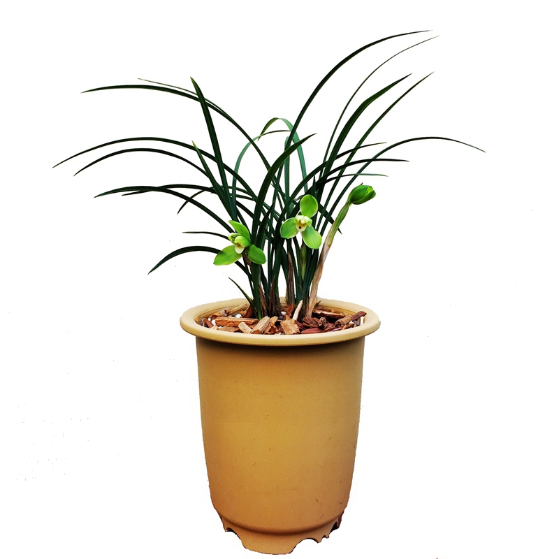 王者之香春兰花苗老种宋梅浓香国兰珍品龙字室内盆栽花卉集圆万字