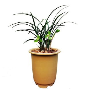 王者之香春兰花苗老种宋梅浓香国兰珍品龙字室内盆栽花卉集圆万字