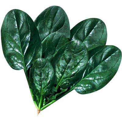 抗病耐寒耐抽越冬黑叶油亮菠菜