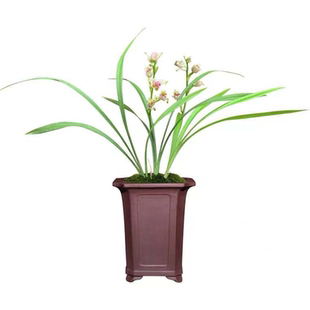 建兰奇花彩云追月名贵品种四季兰夏带花苞室内阳台花卉盆栽景绿植