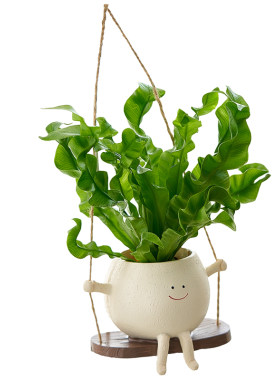 笑脸荡秋千吊兰挂墙绿植盆栽垂吊