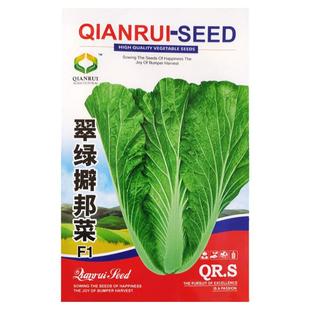 东北擗邦白菜种籽饭包白菜种子圆叶白菜打饭包蘸酱白菜种子高产