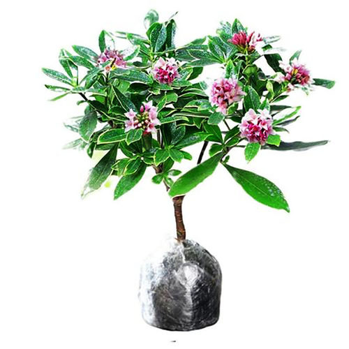 金边瑞香耐寒花卉观花植物室内带花浓香型观花盆栽四季盆景绿植花