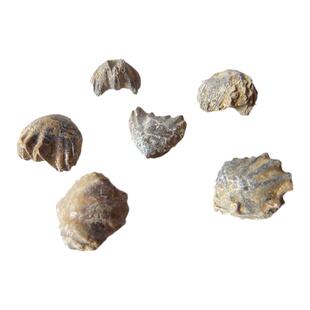 批发天然条棘小嘴石燕贝壳珊瑚菊石螺牙植物昆虫三叶虫化石标本