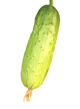 蔬菜唐山秋瓜阳台四季盆栽种子