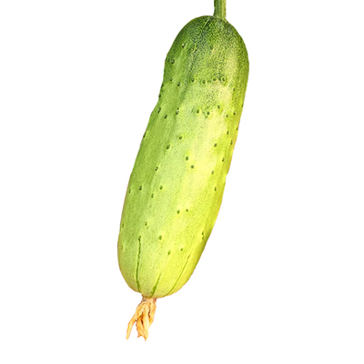 蔬菜唐山秋瓜阳台四季盆栽种子