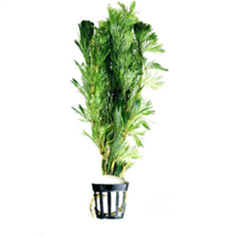 绿菊花水族箱水草装饰淡水鱼缸阴性草后景真水草包邮有茎类活体