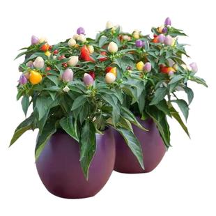 七彩辣椒苗多彩椒种籽孑苗观赏椒种苗青红椒四季盆栽阳台菜苗子秧