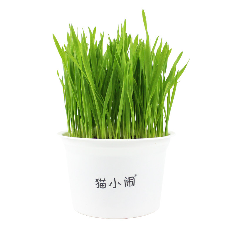 猫草水培种子盆栽种植猫咪零食用品化毛膏去毛球猫薄荷小麦籽套装