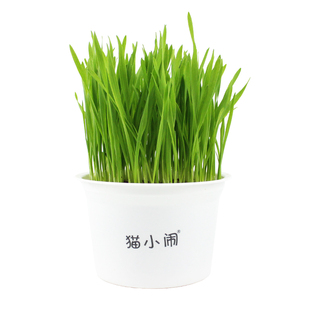 猫草水培种子盆栽种植猫咪零食用品化毛膏去毛球猫薄荷小麦籽套装