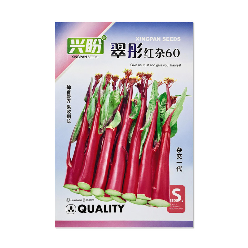 兴盼翠彤红杂60红菜苔种子