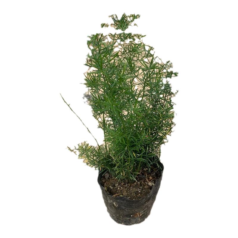 花卉天门冬苗中草药苗武竹天冬盆栽观叶常青室内垂吊耐阴植物