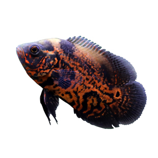 中大型热带淡水观赏鱼 黑地图鱼白地图鱼奥图地图包邮包活