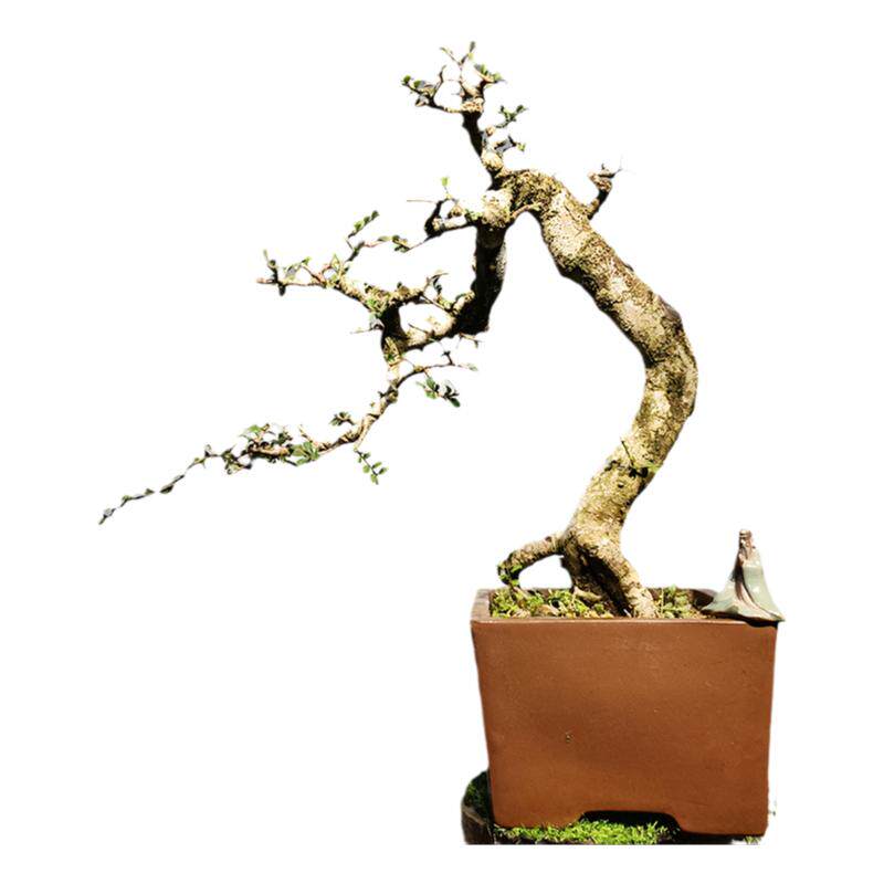 小叶榆树盆景室内庭院绿植盆栽