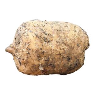 特级鲜天麻昭通产地直发野生天麻特级小草坝乌天麻云南特产滋补品