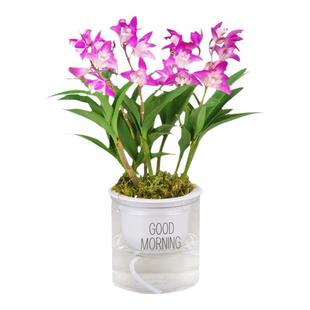 香水石斛兰盆栽带花水培植物办公室内花带香味绿植好养年宵懒人花