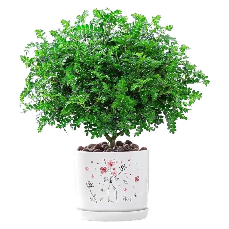 正宗清香胡椒木盆栽花卉室内驱虫驱蚊草绿植物树苗老桩盆景九里香