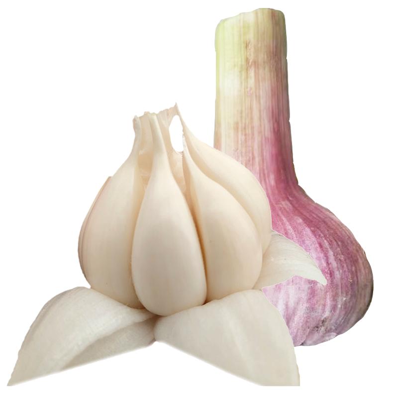 当季云南紫皮大蒜新鲜现挖蒜特大果蒜头农家多瓣蒜糖醋红皮湿大蒜