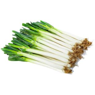 山东大葱新鲜甜葱特级10/5斤铁杆大葱非章丘长白毛葱蘸酱嫩葱包邮