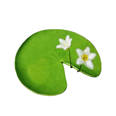 迷你一叶莲浮萍水草净水鱼缸造景