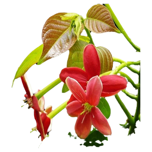 使君子爬藤植物大花苗重瓣带花苞水君子庭院阳台耐热花卉绿植驱蚊