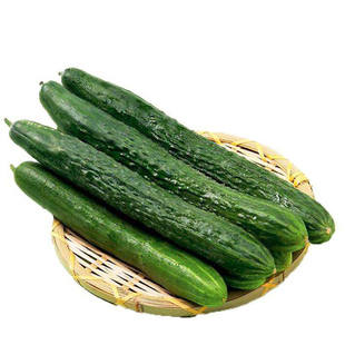 大黄瓜种子苗老品种早熟高产水果青瓜种籽孑大全四季蔬菜秧苗菜种