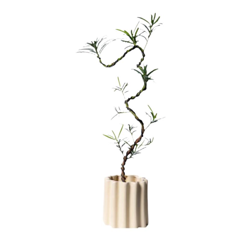 中古侘寂风游龙造型罗汉松植物茶室内装饰盆栽新中式客厅桌面绿植