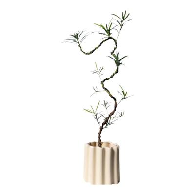中古侘寂风游龙造型罗汉松植物茶室内装饰盆栽新中式客厅桌面绿植