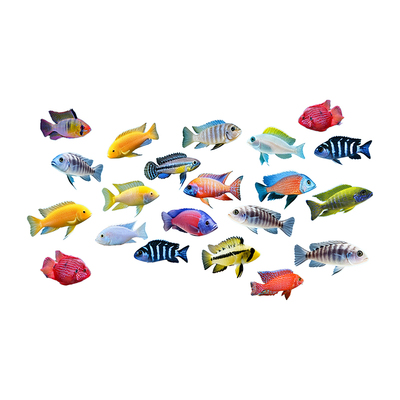 黄金锦鲤活鱼金鱼活鱼好养耐活冷水鱼鱼苗活体小金鱼观赏鱼淡水鱼