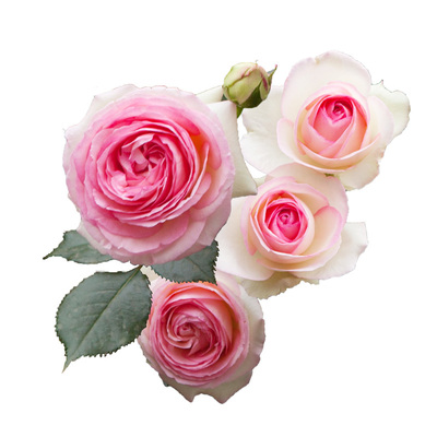 海蒂的花园成都总店月季花苗爬藤花墙藤本玫瑰盆栽花卉绿植海妈家