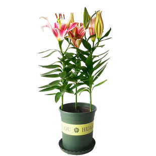 百合盆栽带花苞发货香水百合开花很香的鲜花花卉植物室内花苗易活