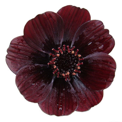 巧克力秋英块根种球虹越巧克力波斯菊香味花卉大苗可盆栽地栽现货