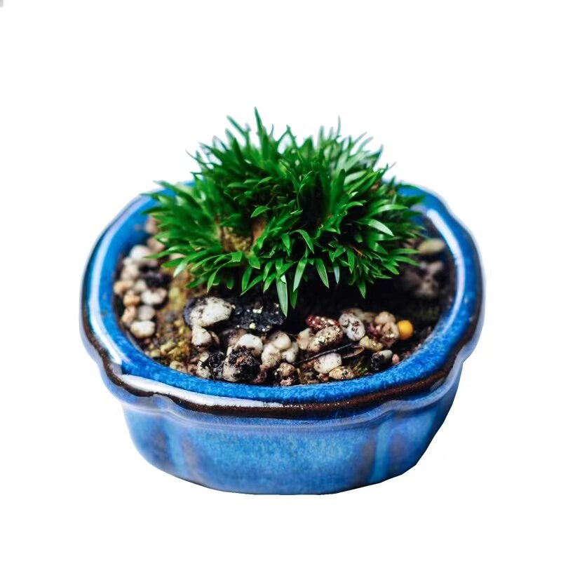 蝉小川菖蒲桌面微型盆景禅意美观