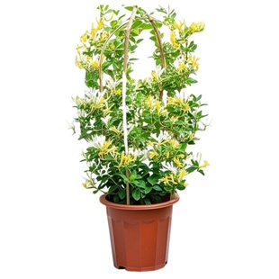 金银花树苗盆栽带花阳台庭院可观赏食用老桩四季开爬藤花卉绿植物