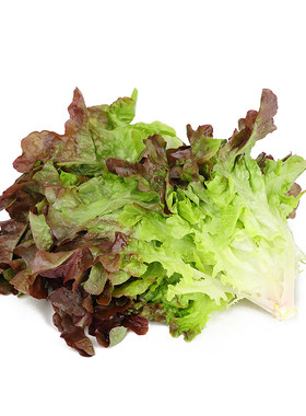新鲜红橡叶生菜沙拉蔬菜西餐食材