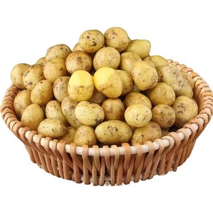 2025小土豆农家自种马铃薯新鲜蔬菜面土豆黄心黄麻子土豆洋芋包邮