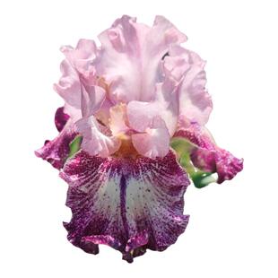 德国鸢尾球根盆栽苗多年生耐寒耐热花卉观花植物阳台庭院易活地栽