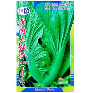 厚肉大板芥种子本地大菜宽叶芥菜种籽秋冬耐寒青菜农家菜园蔬菜孑